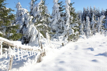 Winterlandschaft
schnee, winter, baum, natur, weiß, wald, jahreszeit, landschaft, himmel, -tannen,...