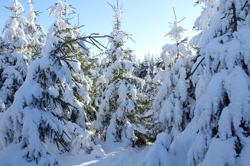 Winterlandschaft
schnee, winter, baum, natur, weiß, wald, jahreszeit, landschaft, himmel, -tannen,...