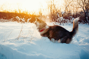 Winter Brown husky playing in the snow 