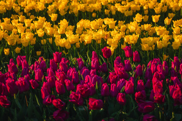 Obraz premium Amazing fields of colorful tulips in the Netherlands bathed in golden hour during sunset.