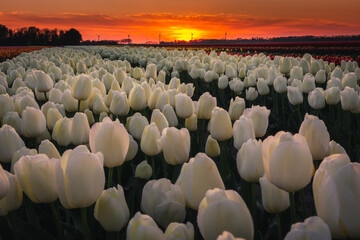 Obraz premium Amazing fields of colorful tulips in the Netherlands bathed in golden hour during sunset.