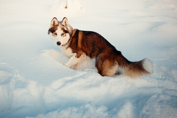 Winter Brown husky playing in the snow 
