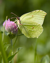 zielony motyl