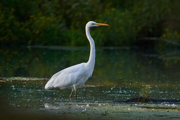 Great egret,, Ardea alba,, in natural environment, Danubian wetland, Slovakia