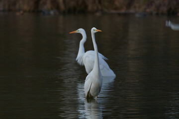 Great egret,, Ardea alba,, in natural environment, Danubian wetland, Slovakia