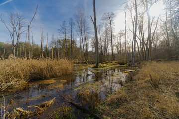 Wiosenne roztopy w wysokim lesie. Przepływająca w pobliżu nieuregulowana rzeka wylała tworząc...