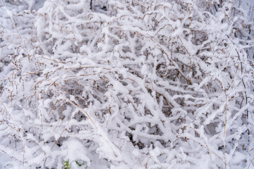 Branches in the snow close-up. Winter background