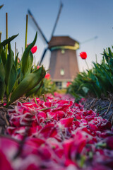 Spring view of a windmill among tulips - a classic Dutch landscape.