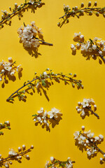 Natural Background. Cherry blossom branches on yellow background. Vertical image, flat lay.