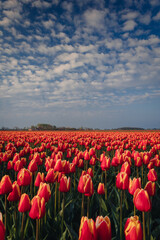 A view of the colorful tulip fields in North Holland. A classic spring view from this country.