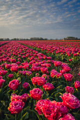 A view of the colorful tulip fields in North Holland. A classic spring view from this country.