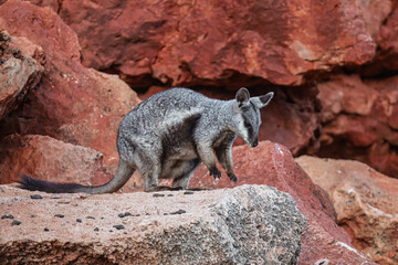 Black-footed wallaby grabbing food. Orange and red background rocks. Baby animal, ears, eyes and...