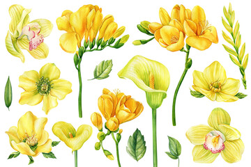 Yellow flowers set on an isolated white background, watercolor hand drawing. Spring flora for design