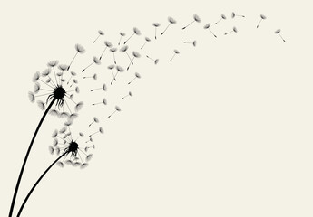 Fototapeta Vector illustration dandelion seed blown in the wind. obraz