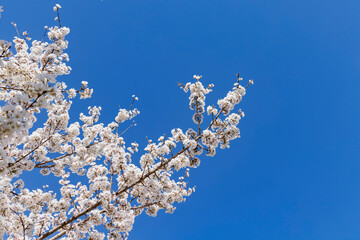 色が綺麗な満開の桜の花