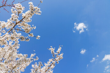 色が綺麗な満開の桜の花