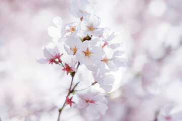 色が綺麗な満開の桜の花