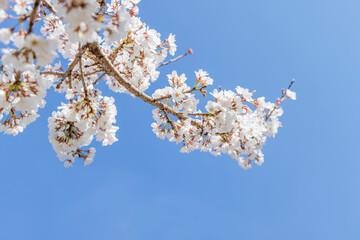 色が綺麗な満開の桜の花