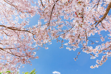 色が綺麗な満開の桜の花