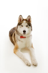 Dog Husky Photo Studio 