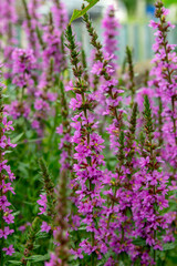 Obraz premium Flowering purple loosestrife plants in the summer garden (Lythrum salicaria).