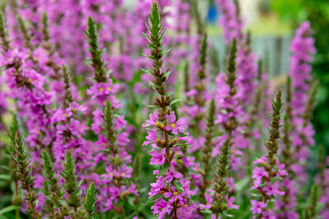 Obraz premium Flowering purple loosestrife plants in the summer garden (Lythrum salicaria).
