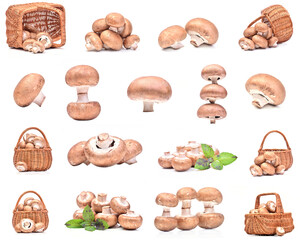 Champignon  collection  on a white background
