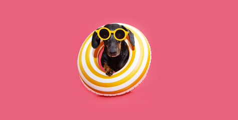 Banner summer pet. Dachshund dog inside of a yellow inflatable ring. Isolated on pink background