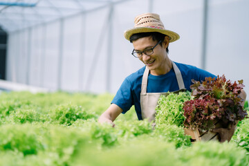 happy male gardener working in Hydroponics greenhouse farm garden. Agro cultivation and small business concept