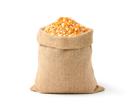 Dried corn seeds in burlap sack isolated on white background. Clipping path.