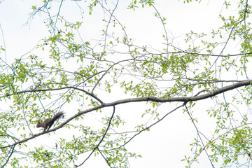 木を駆けるリス