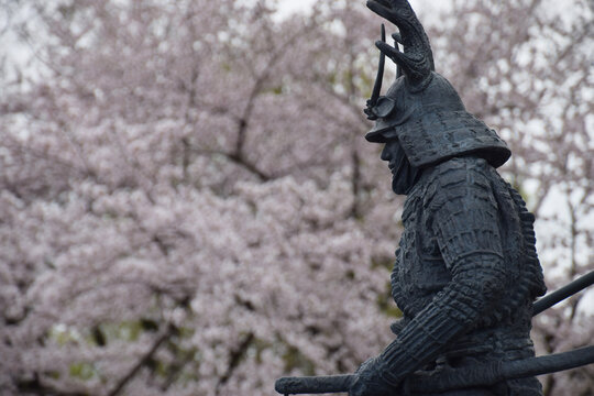 statue of Busho-Samurai @city park / 武将・侍の銅像と満開の桜(公園内)