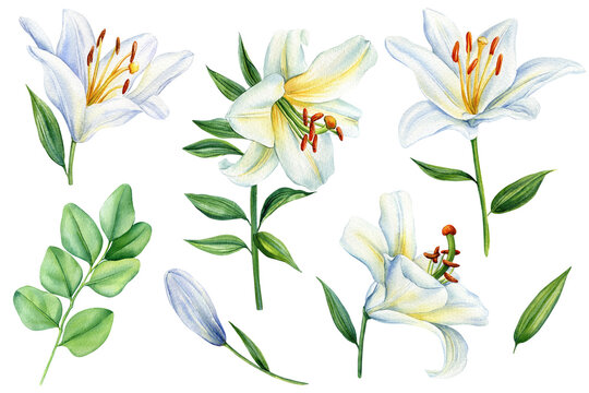 White lilies flowers on isolated background, watercolor white lily, flora for design. Beautiful flower illustration.