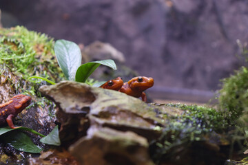 Emperor Newt Hiding and Playing Behind a Rock and Little Plants
