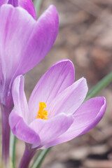 Close up shot of a purple petals of a crocus flower