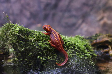Back View of an Emperor Newt on a Rock and Little Plants