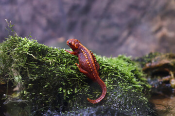Back View of an Emperor Newt on a Rock and Little Plants