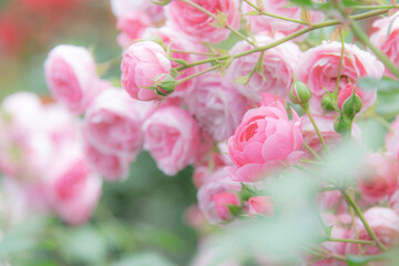 ピンク色の小さなバラ