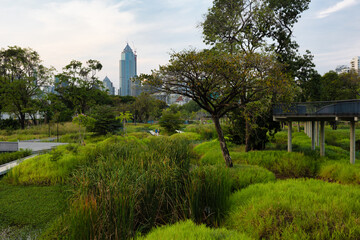 Benchakitti urban park in Bangkok - 584261338