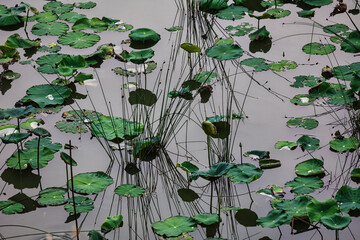 Lotus leaves in a pond - 584261360