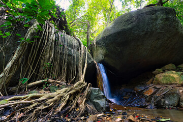 Wild fig tree roots and waterfall - 584261532