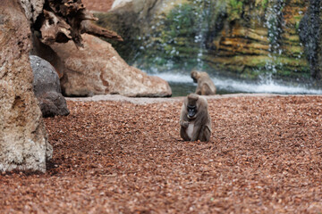 Old World Monkey, family of Primates known taxonomically as the Cercopithecidae