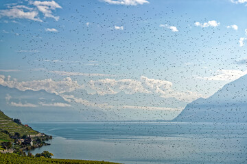 Obraz premium Nuée d'étourneaux survolant les vignobles du Lavaux en Suisse 