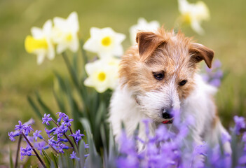 Happy cute jack russell terrier pet dog smelling, sniffing easter flowers in spring