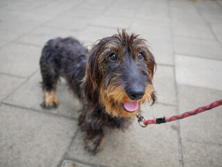 Portrait of a standard wire haired dachshund dog on a lead outside in the street