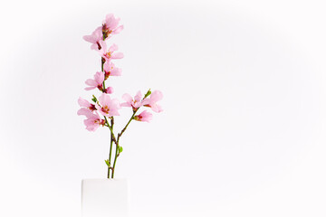 Spring flowers isolated on white, with clipping path. Minimalistic style pink spring flowers in white