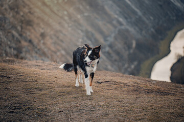 Border Collie dog playing with friend dog husky. 