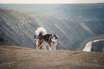 Border Collie dog playing with friend dog husky. 