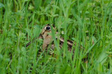 American Woodcock