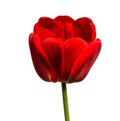 tulip flower isolated on white background